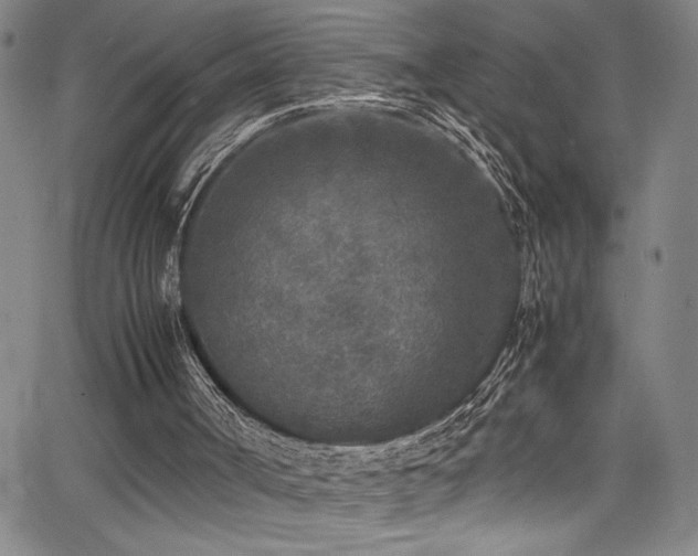 X0000065960002200603031139