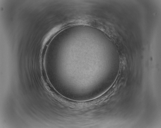 X0000065960006200603031139