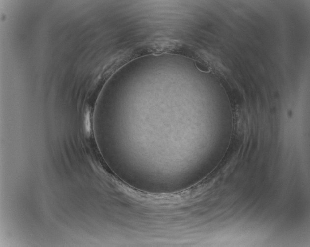 X0000065960042200603031139