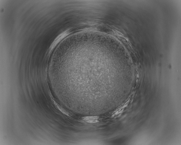 X0000065960051200603031138