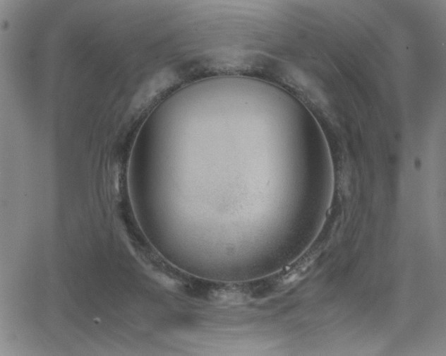X0000065960115200603031138
