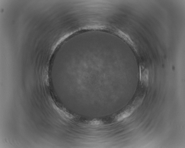 X0000065960204200603031136