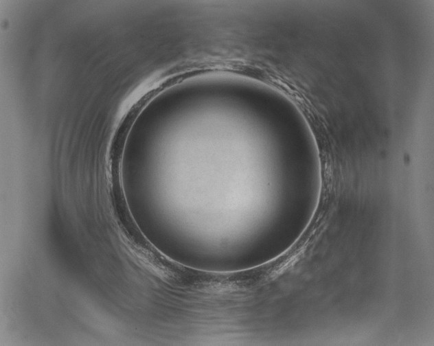 X0000065960246200603031135