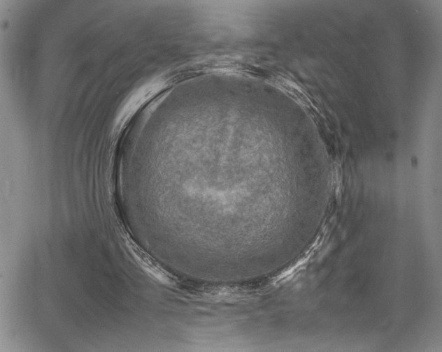 X0000065960293200603031135