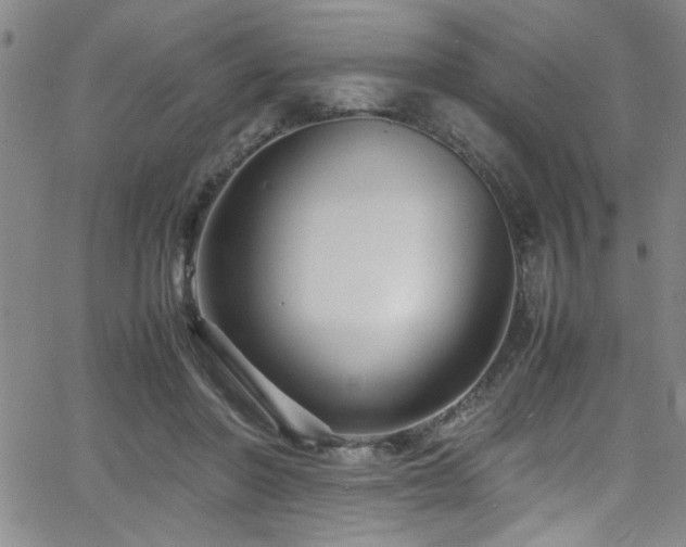 X0000065960406200603031133