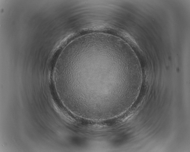 X0000065960542200603031130