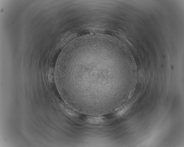 X0000065960671200603031129