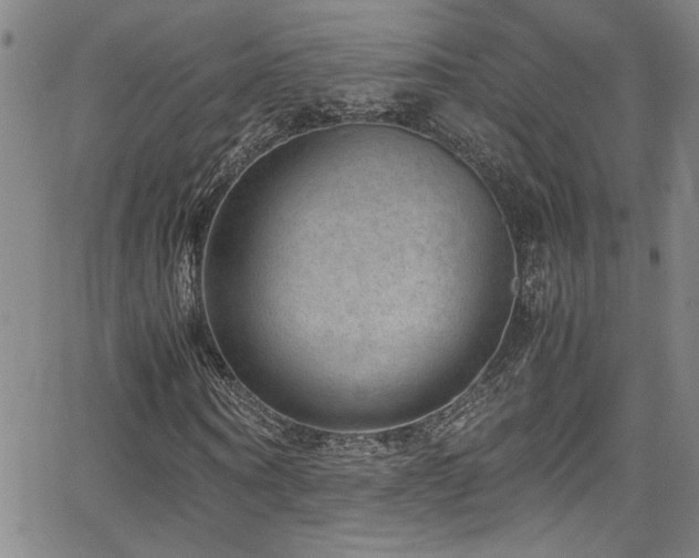 X0000065960866200603031125