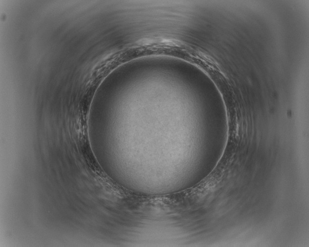 X0000065960966200603031124
