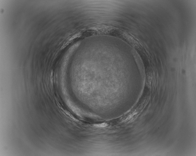 X0000065961010200603031122