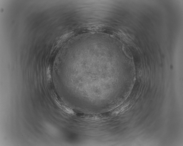 X0000065961106200603031121