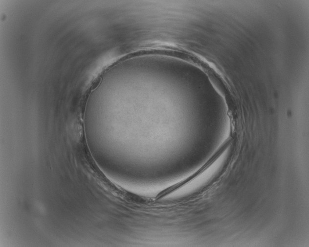 X0000065961363200603031117