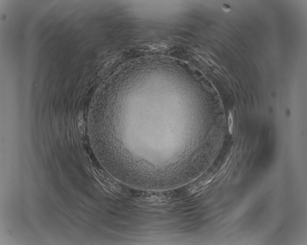 X0000065961395200603031116