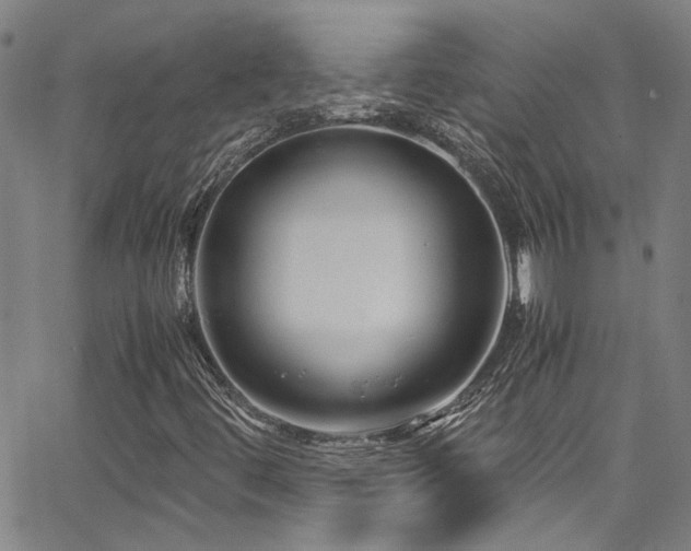 X0000065961444200603031116