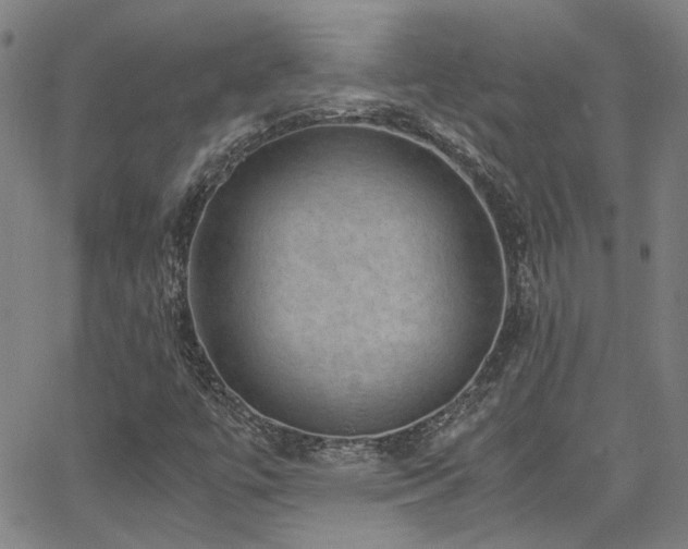 X0000065961447200603031116