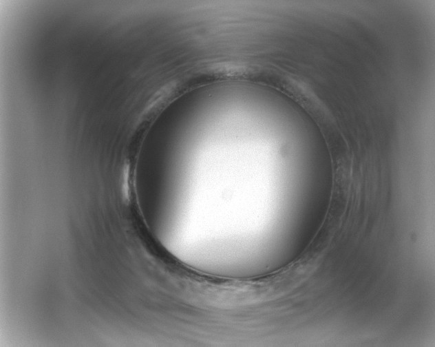 X0000065960024200603061202