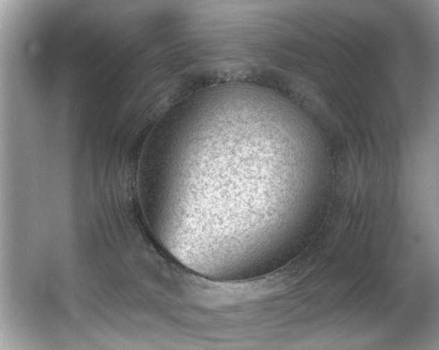 X0000065960034200603061202