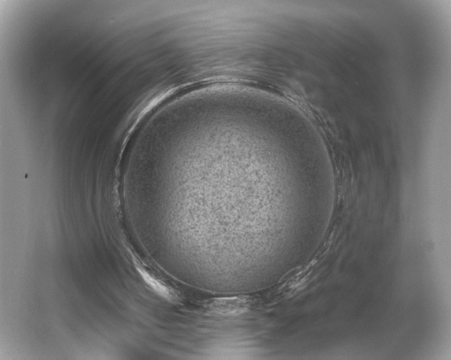 X0000065960050200603061201