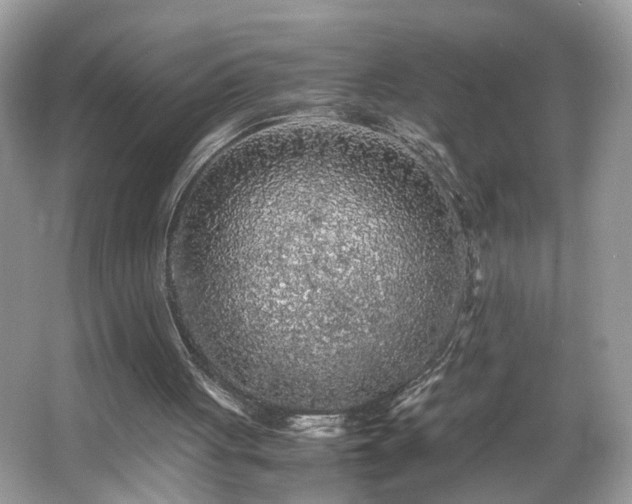 X0000065960051200603061201