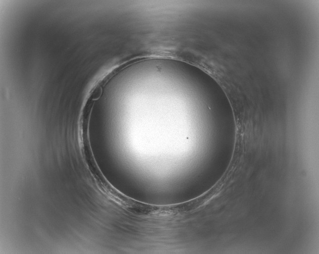 X0000065960294200603061157