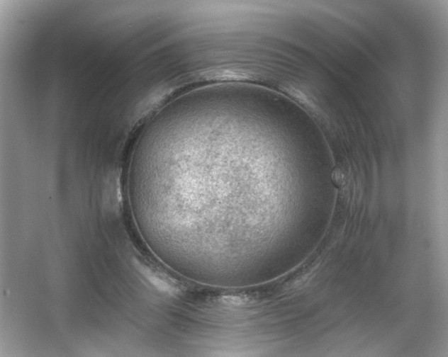 X0000065960302200603061157