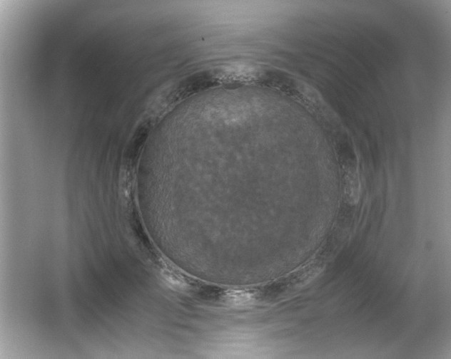 X0000065960701200603061151