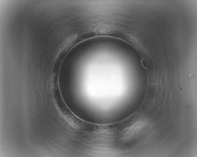 X0000065960738200603061150