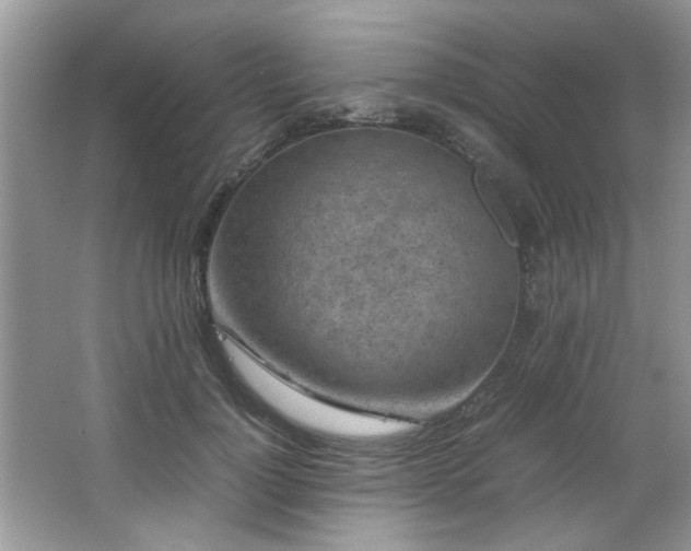 X0000065960748200603061150