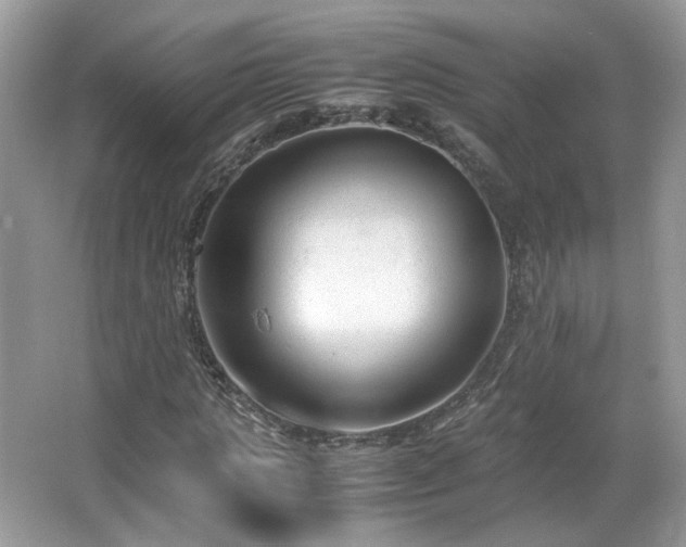X0000065960821200603061148