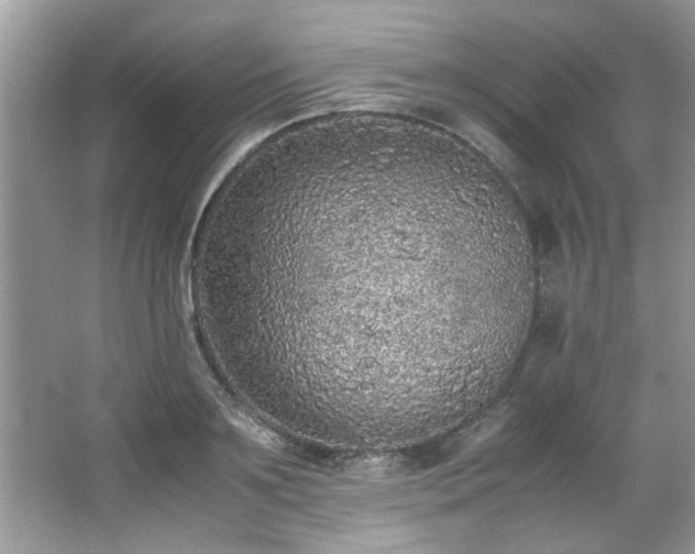 X0000065960891200603061147