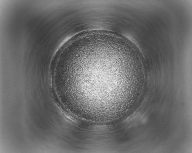 X0000065960925200603061146