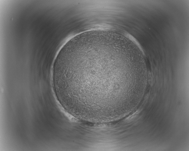 X0000065961099200603061144