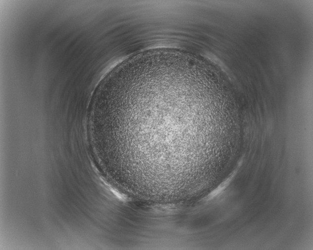 X0000065961121200603061143