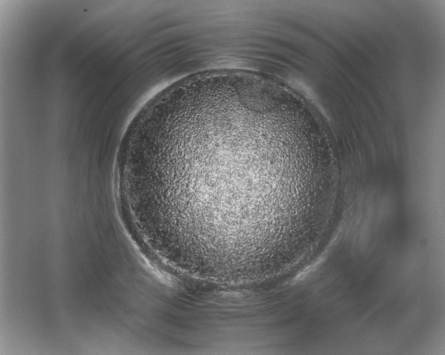 X0000065961125200603061143
