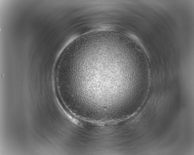 X0000065961235200603061142