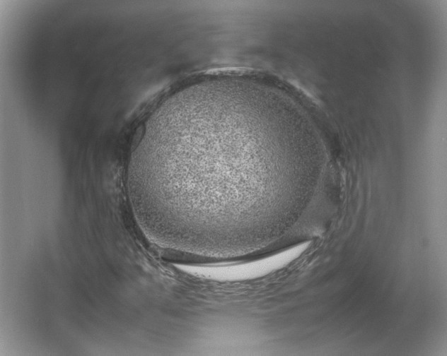 X0000065961351200603061140