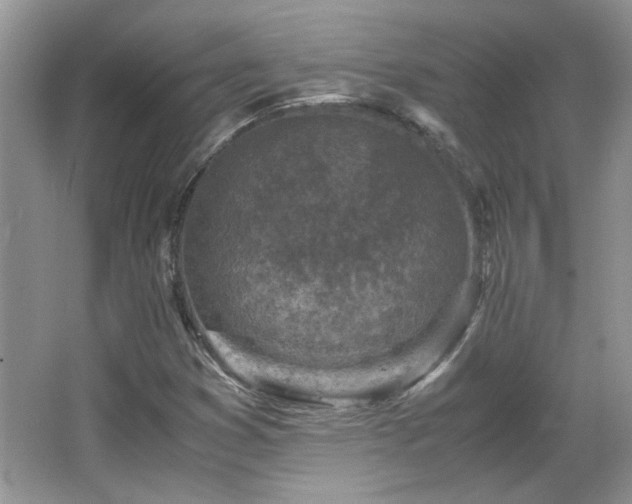 X0000065961353200603061140