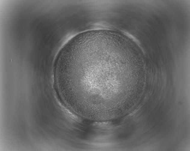 X0000065961415200603061138