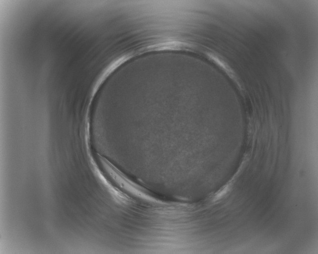 X0000065961418200603061138