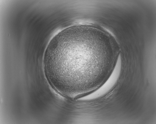 X0000065961471200603061138