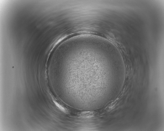 X0000065960050200603101432