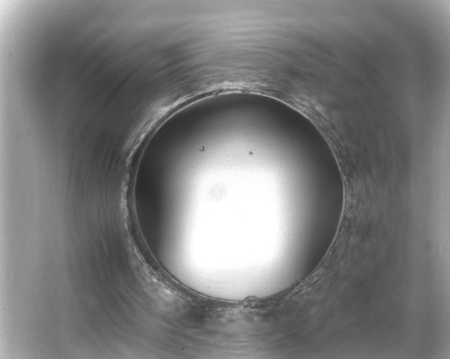 X0000065960098200603101432