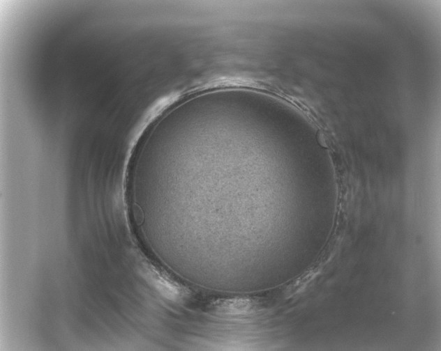 X0000065960104200603101432