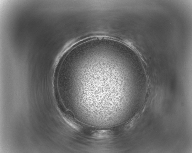 X0000065960151200603101431