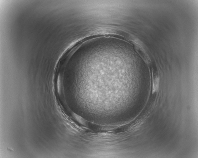 X0000065960387200603101428