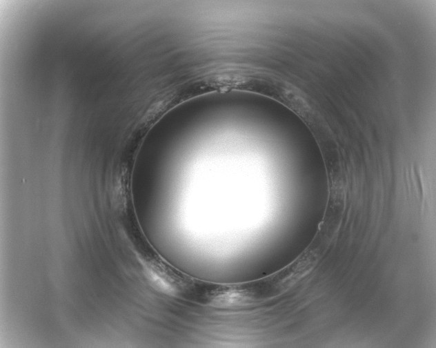 X0000065960460200603101426