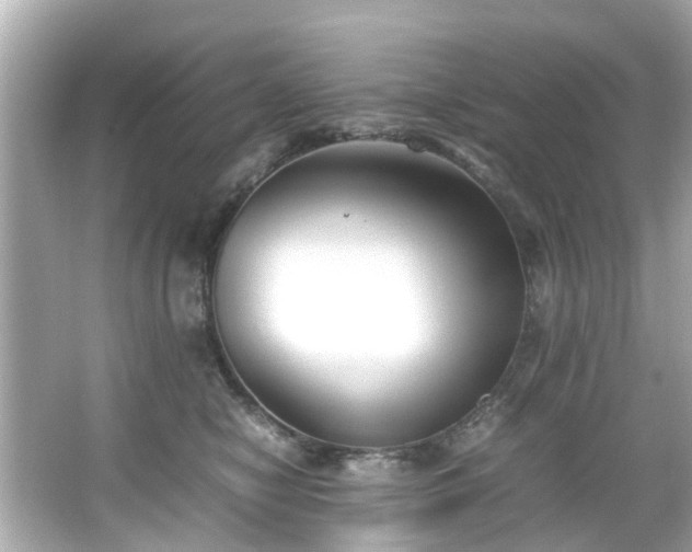 X0000065960470200603101427