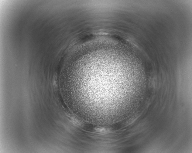 X0000065960561200603101425