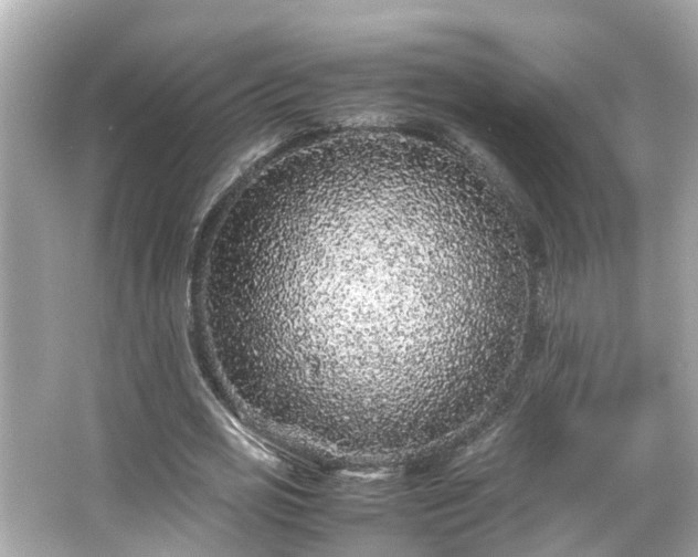 X0000065960725200603101421