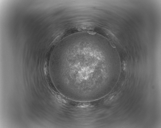 X0000065960915200603101418